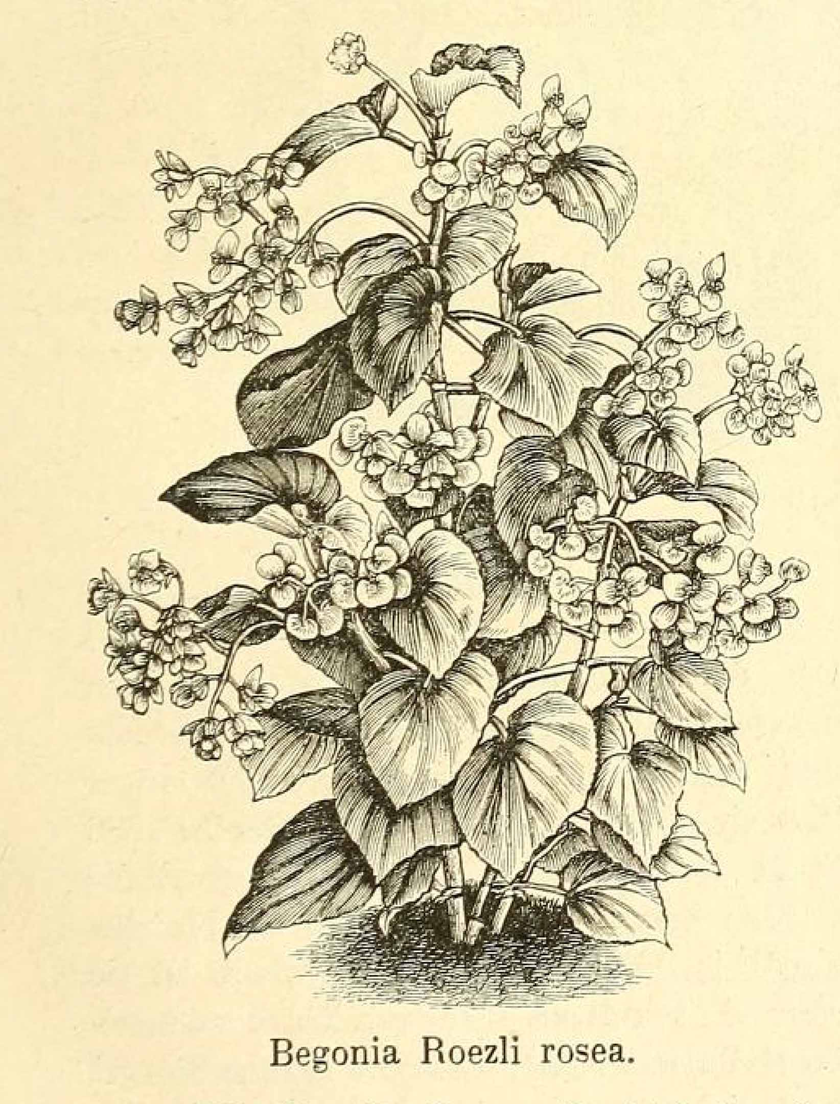 B. roezlii var. rosea